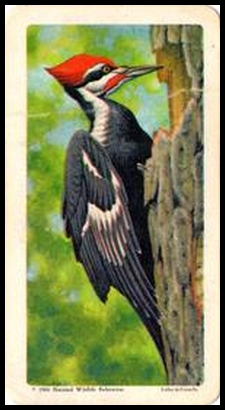 4 Pileated Woodpecker